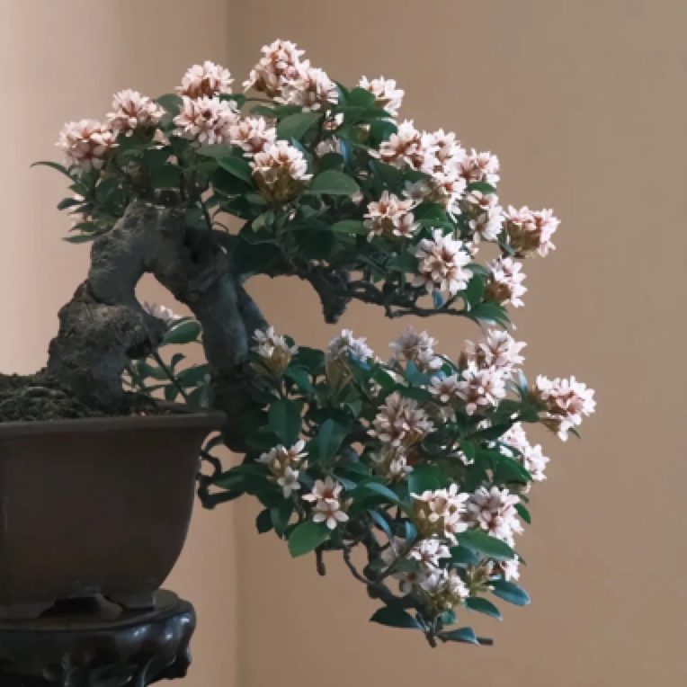 福建海岛春花精选茶桌老桩盆景一物一拍