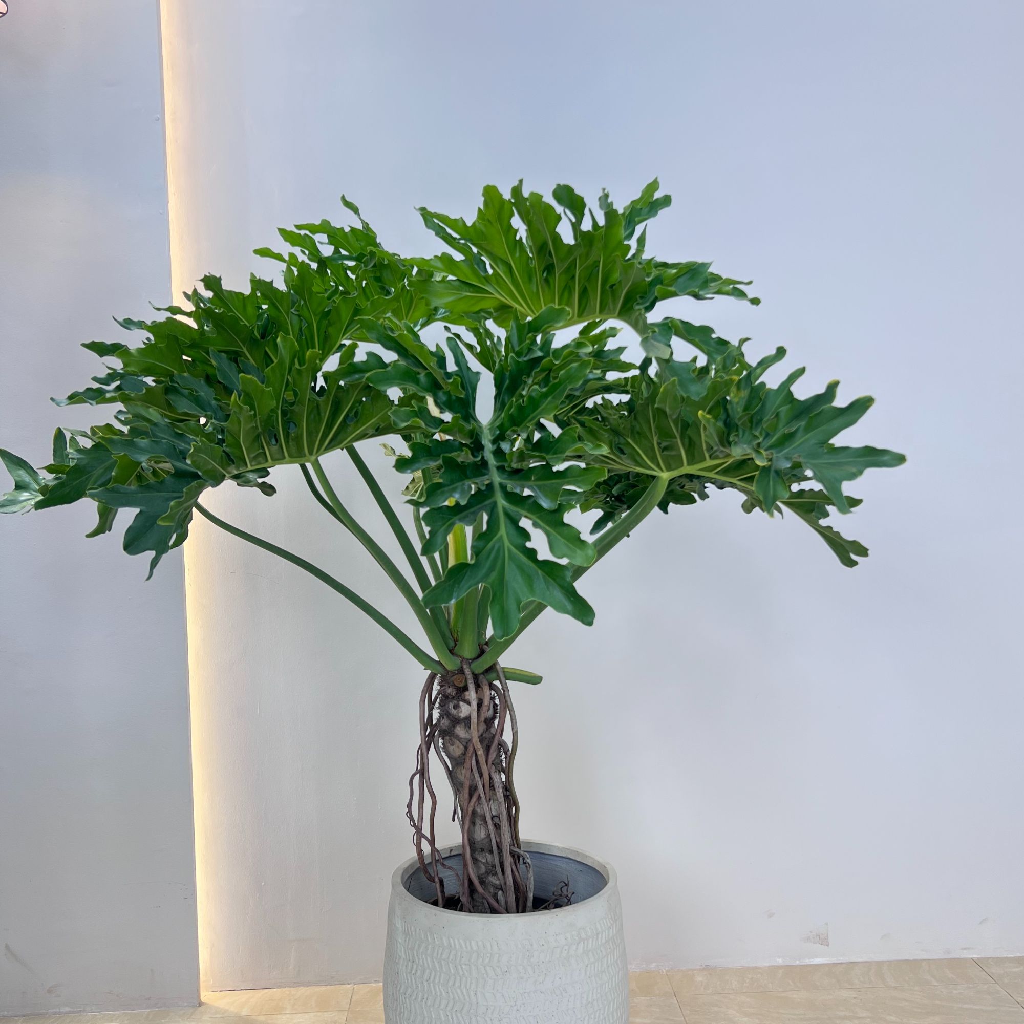 龙鳞春羽老桩大叶春雨绿植室内盆栽四季好养高级感客厅吸甲醛植物