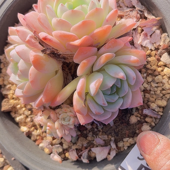 月神杂28106多肉植物