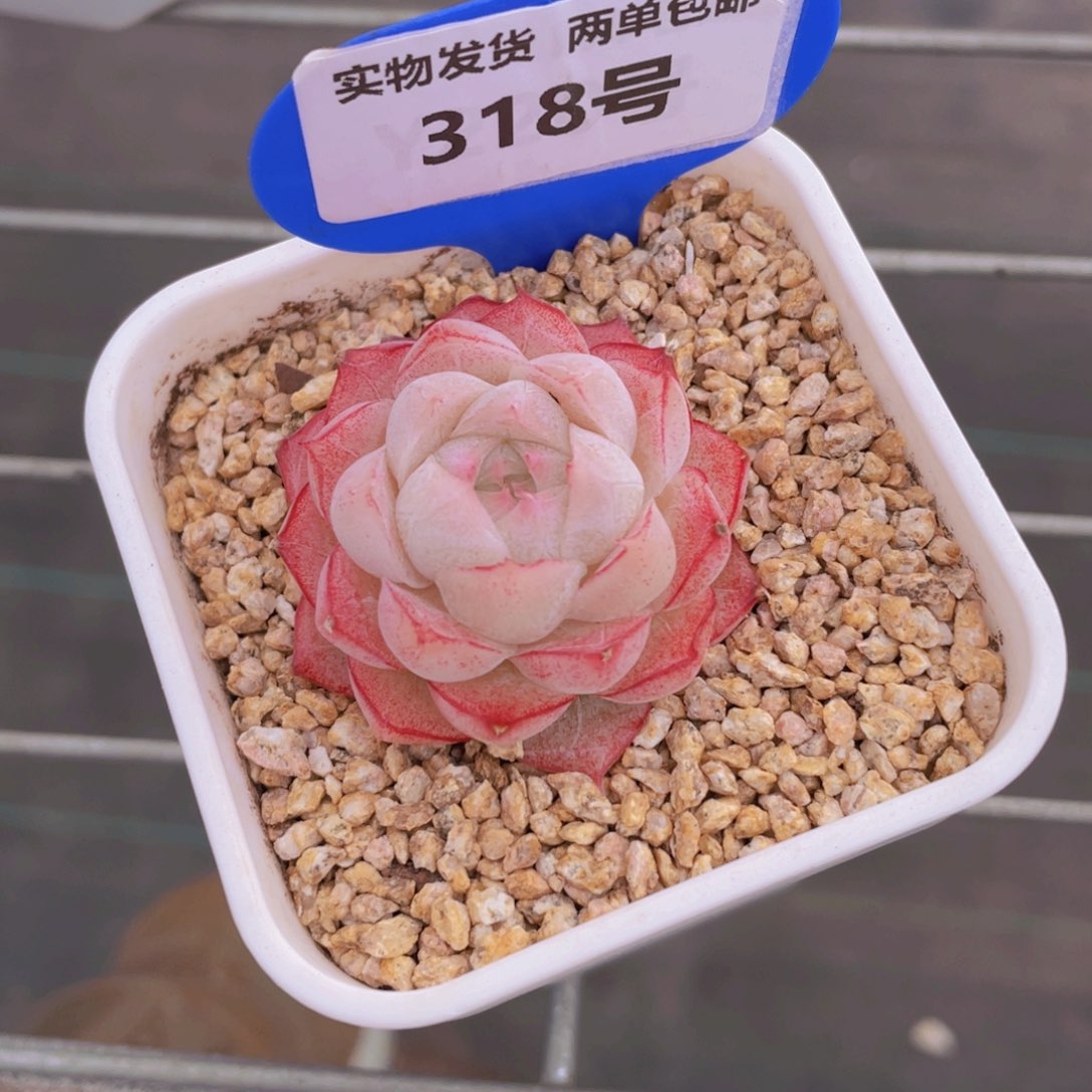 318号 全状态女王单头