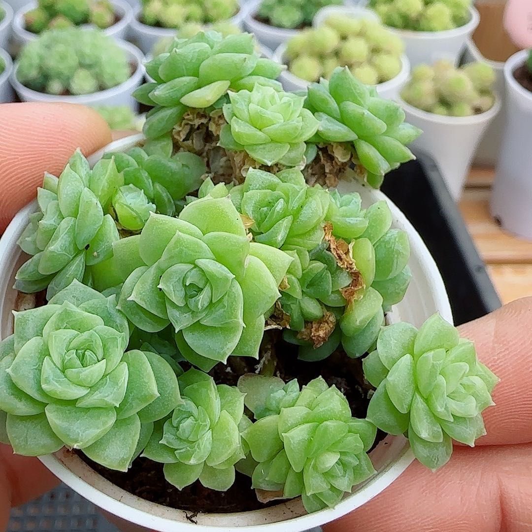 【闪购商品】060A-23花朵麦杆