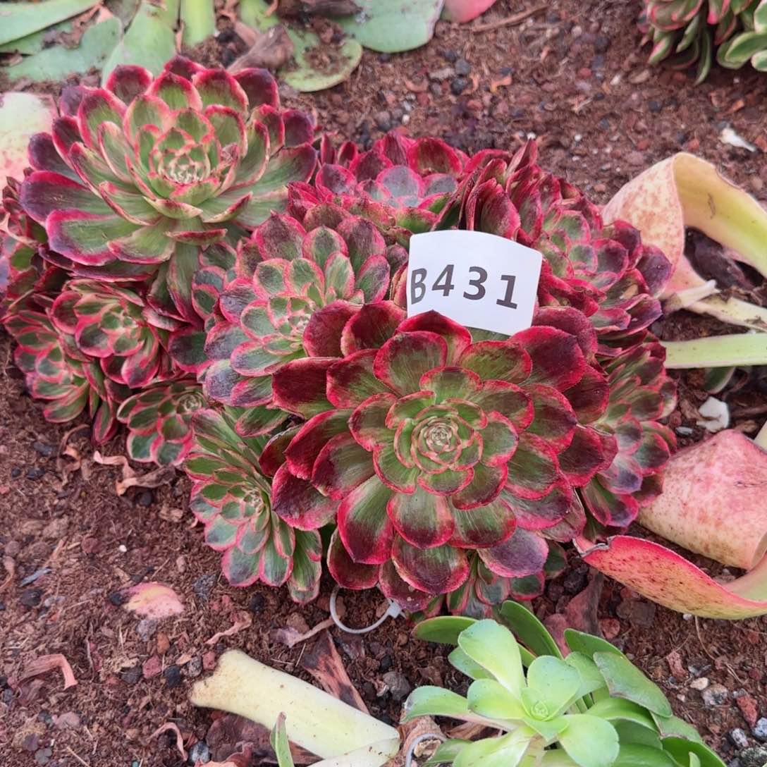 国****爷431云荷嫁接不售后