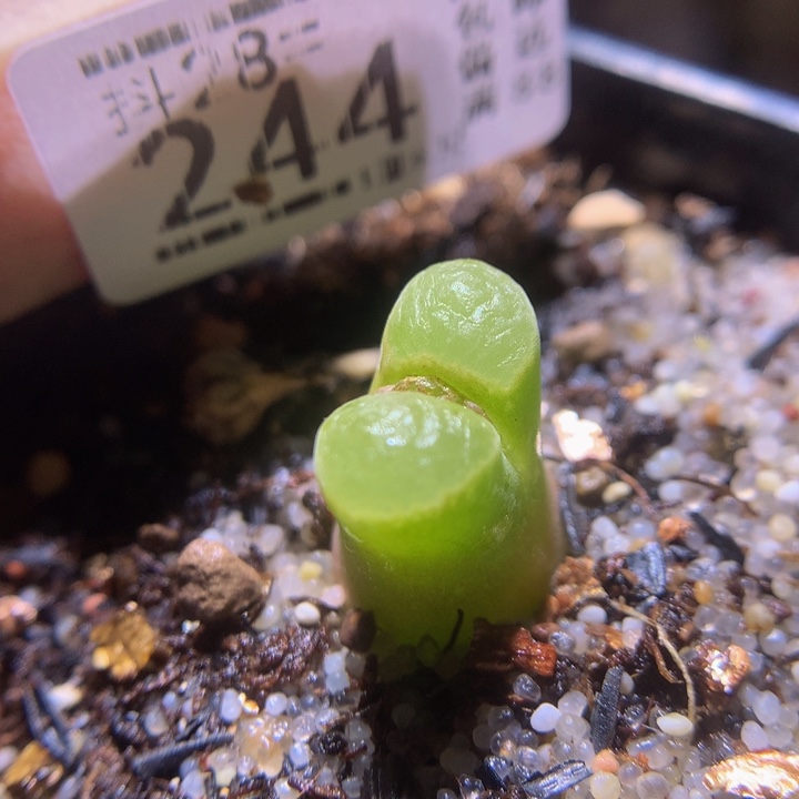 精品生石花28.244