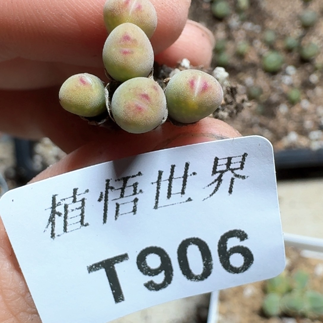 906号多肉植物哇c