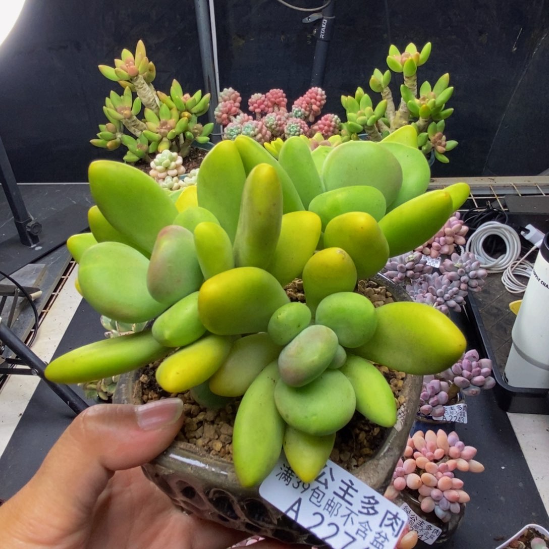 274芒果奶多肉11c m
