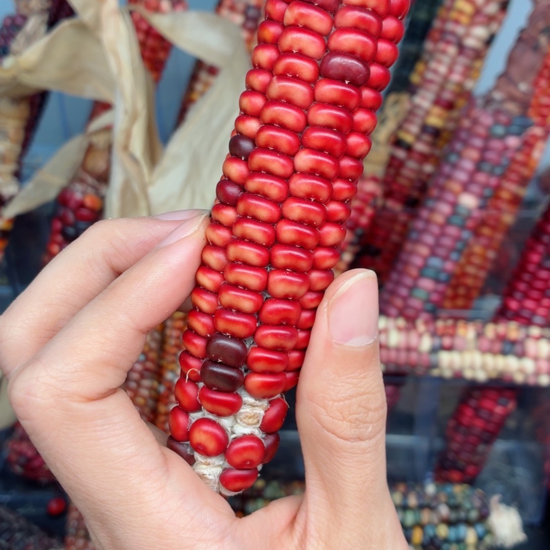 德***️白玉菩提吊坠文玩精品文玩精品