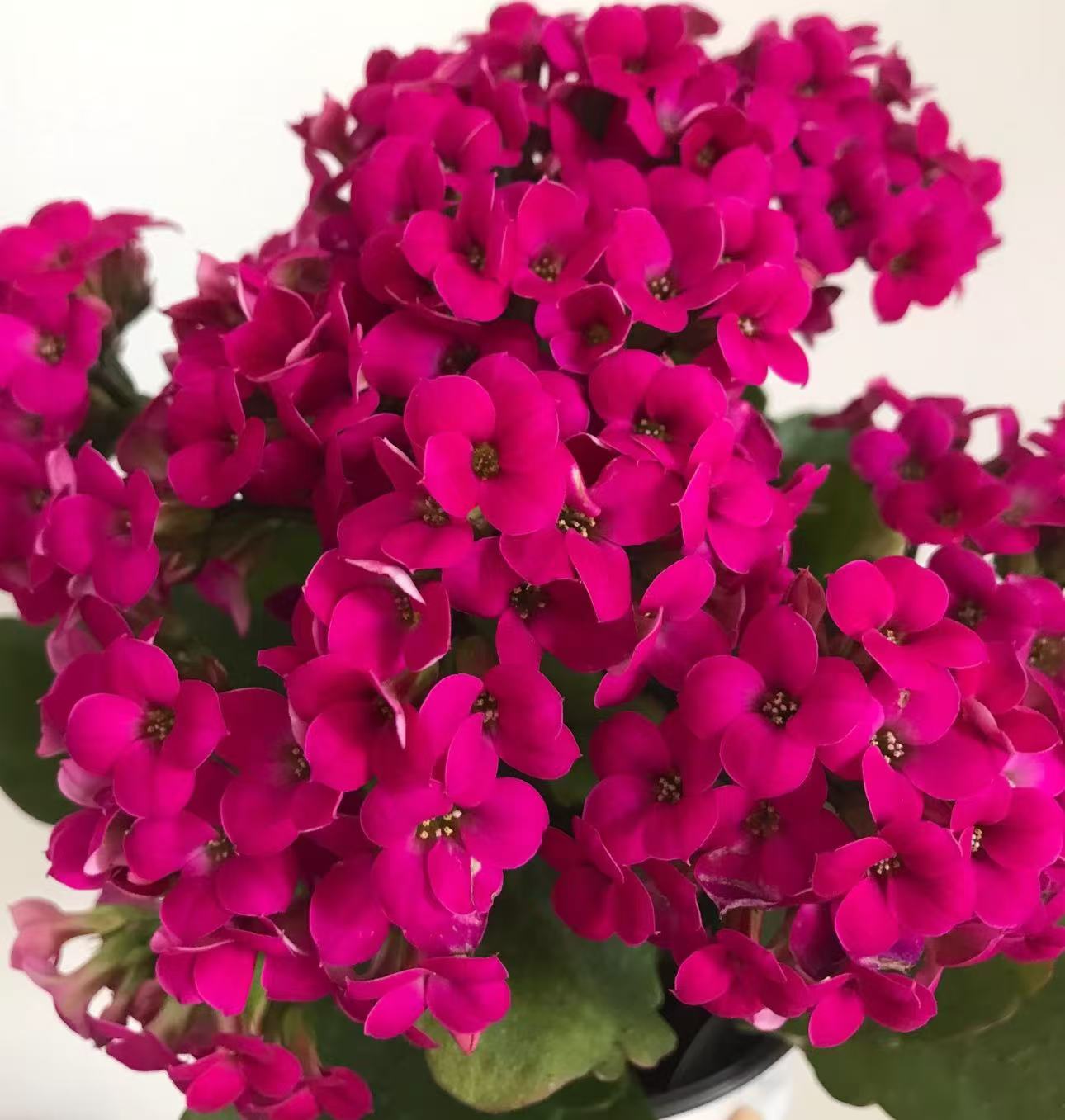  【李先生】紫霞~长寿带花苞室内开花花卉