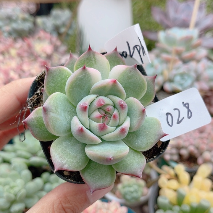 D***n028 吉娃娃锦 带陶瓷盆发货 满28包邮