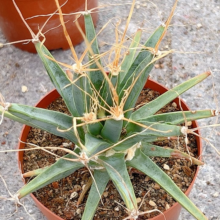 光山龙舌兰实生仙人球