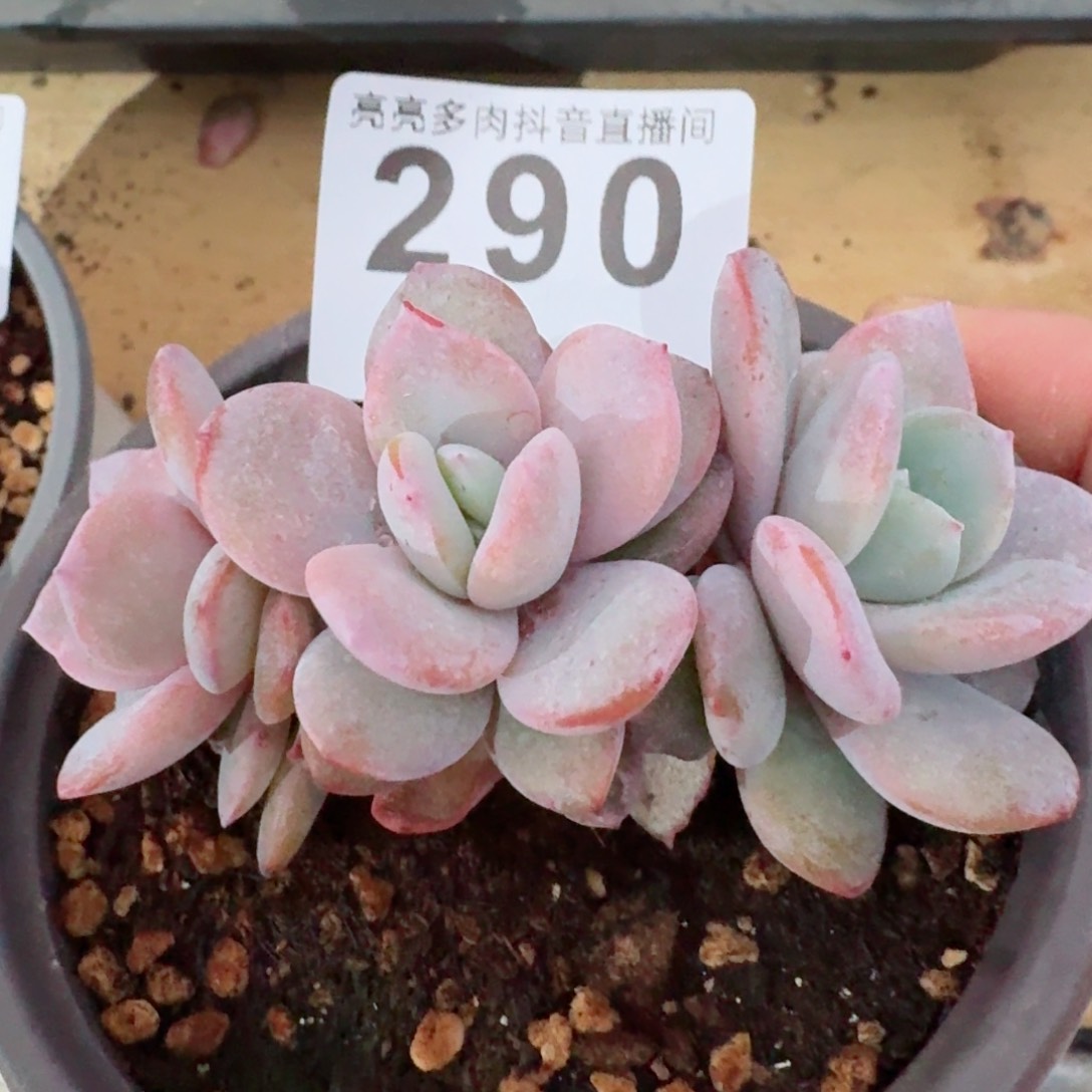 奶茶长腿         精品多肉