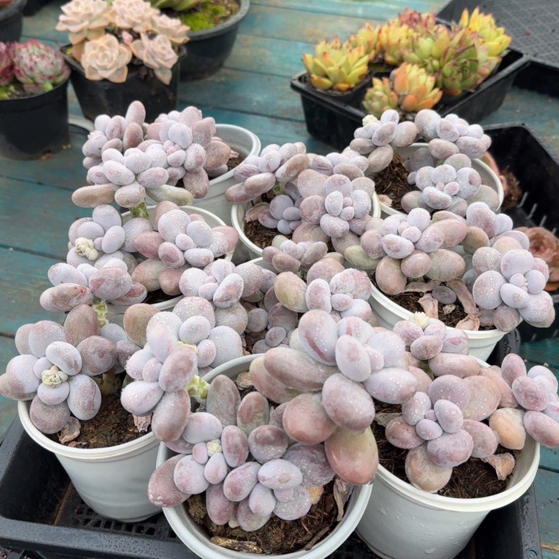 从前慢多肉精选编号1124.原始奶四头