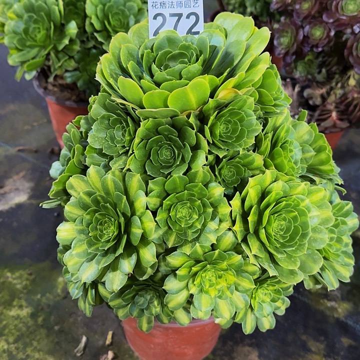 红陶翡翠琉璃272