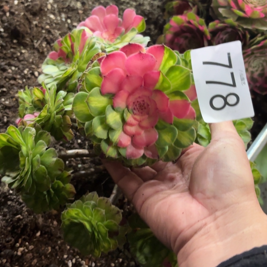 778多肉植物知否福利