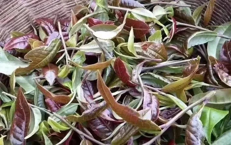 2025头春头采《犀牛塘紫芽单株 1.8》生普