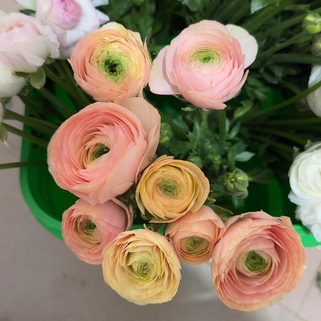 三文鱼8枝洋牡丹（3冷4空）