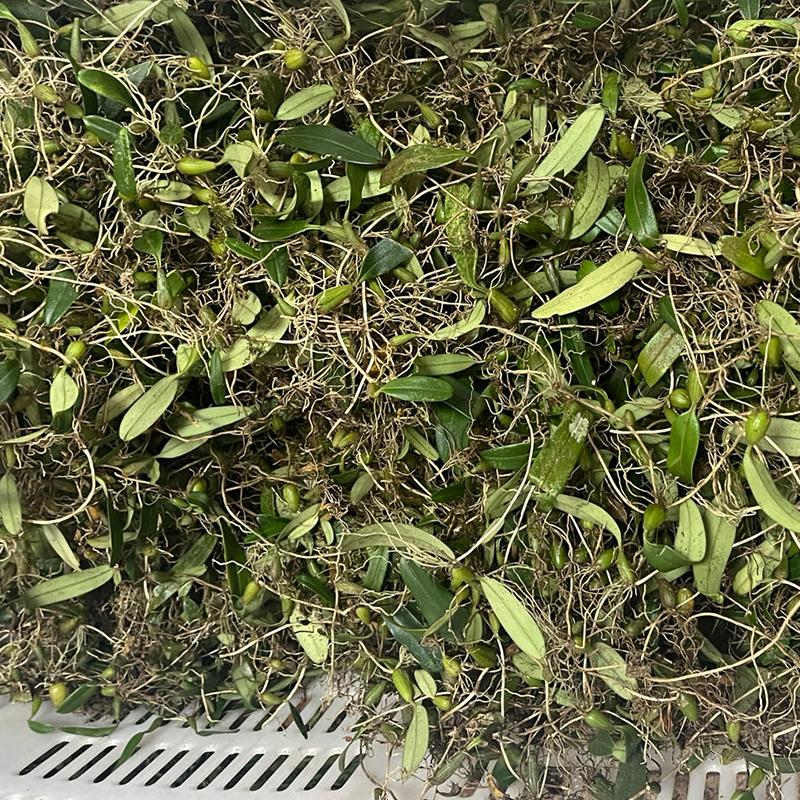 白根石橄榄0.5斤/1斤/广东省内京东包邮/潮汕新鲜石橄榄