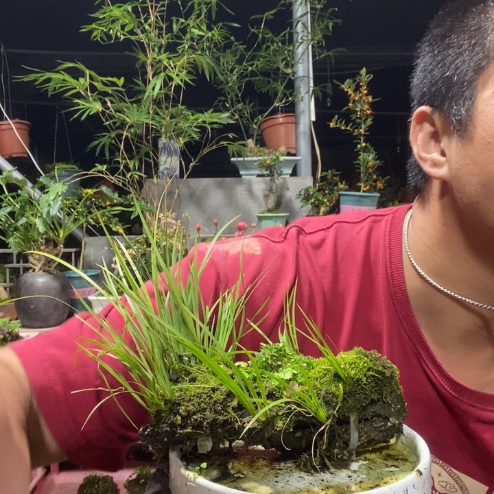 蒸***包以实际为准盆景盆栽绿植46