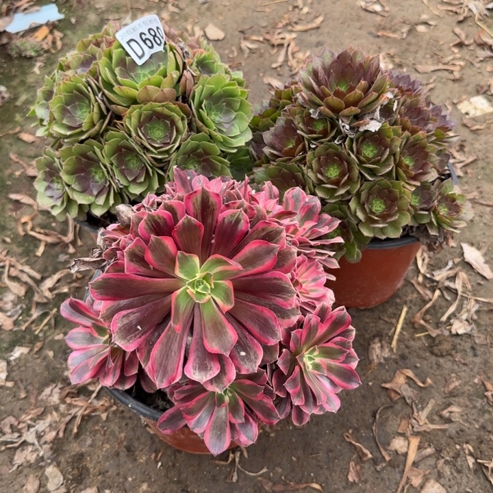 689号……3颗多肉植物……
