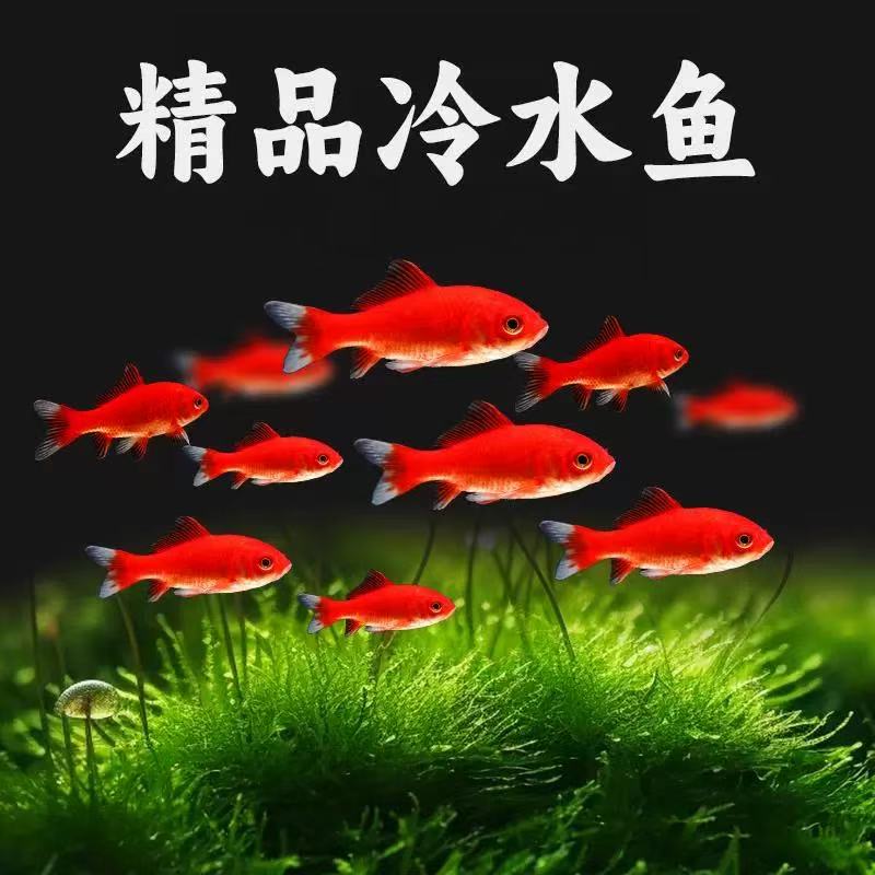 包邮25条5-8厘米多彩混色火焰红草金鱼冷水鱼耐活观赏鱼渔场直发