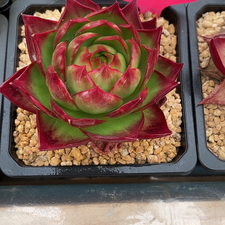 惊鸿仙子多肉植物6823