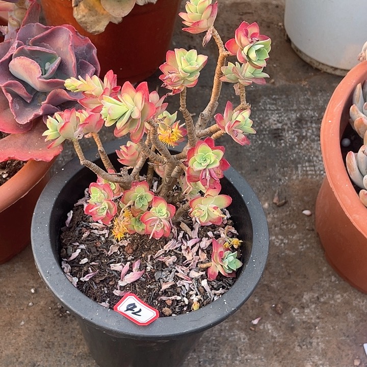 42薄化妆一物一拍多肉