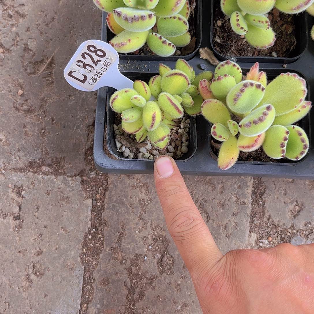 B828黄熊一物一拍