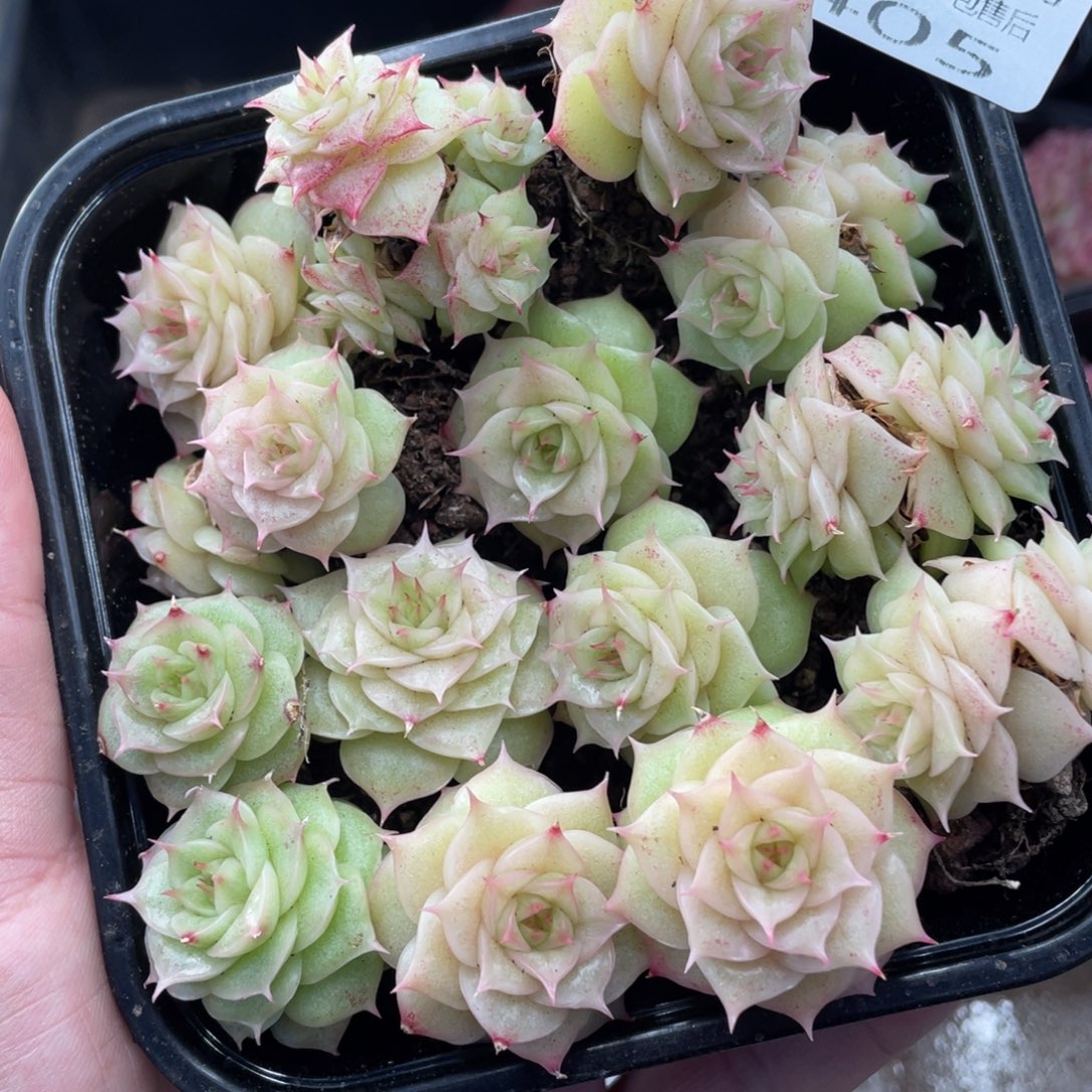 云糖心多肉植物405