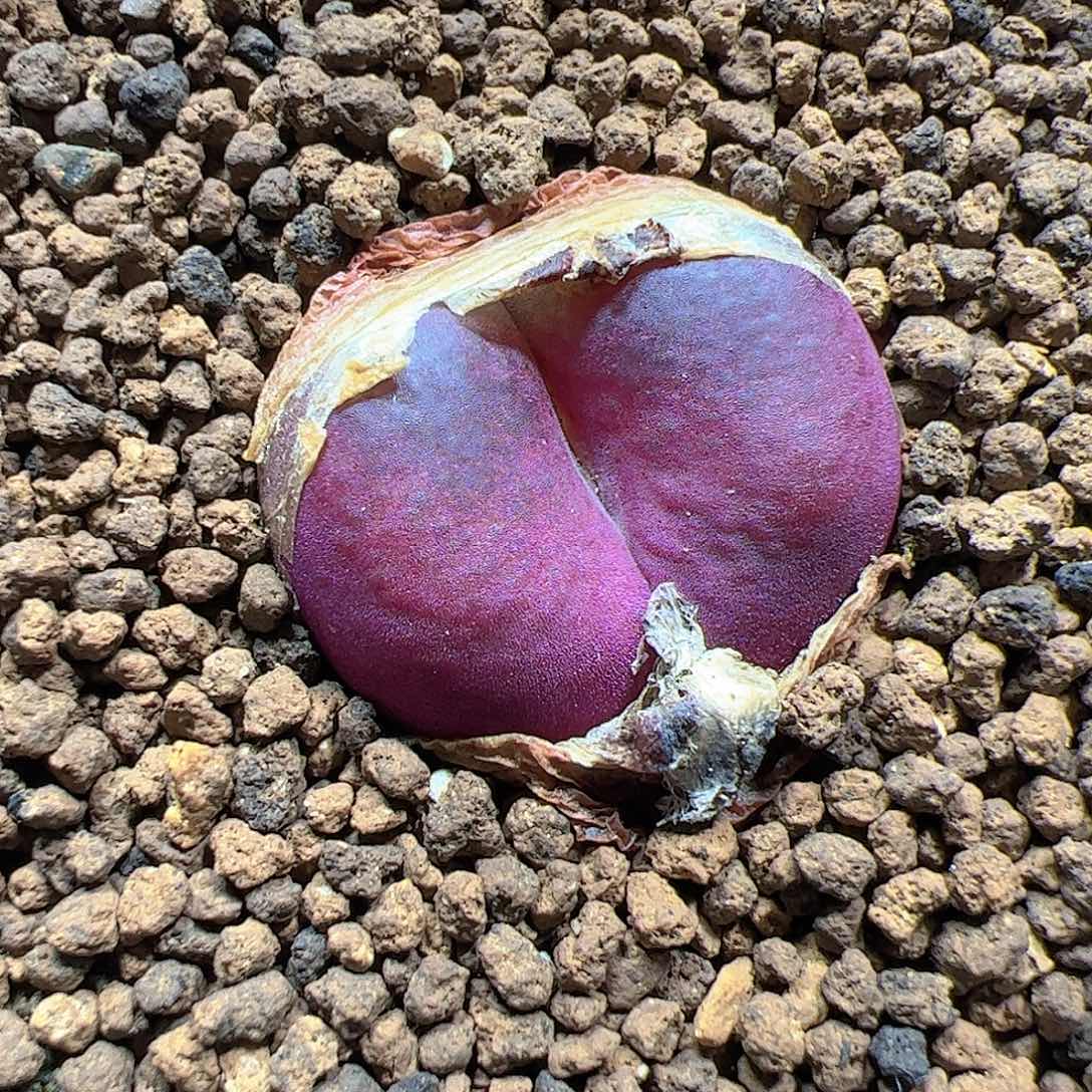 【闪购商品】313 黑吕