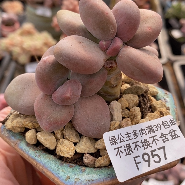 芒果奶6cm957多肉植物