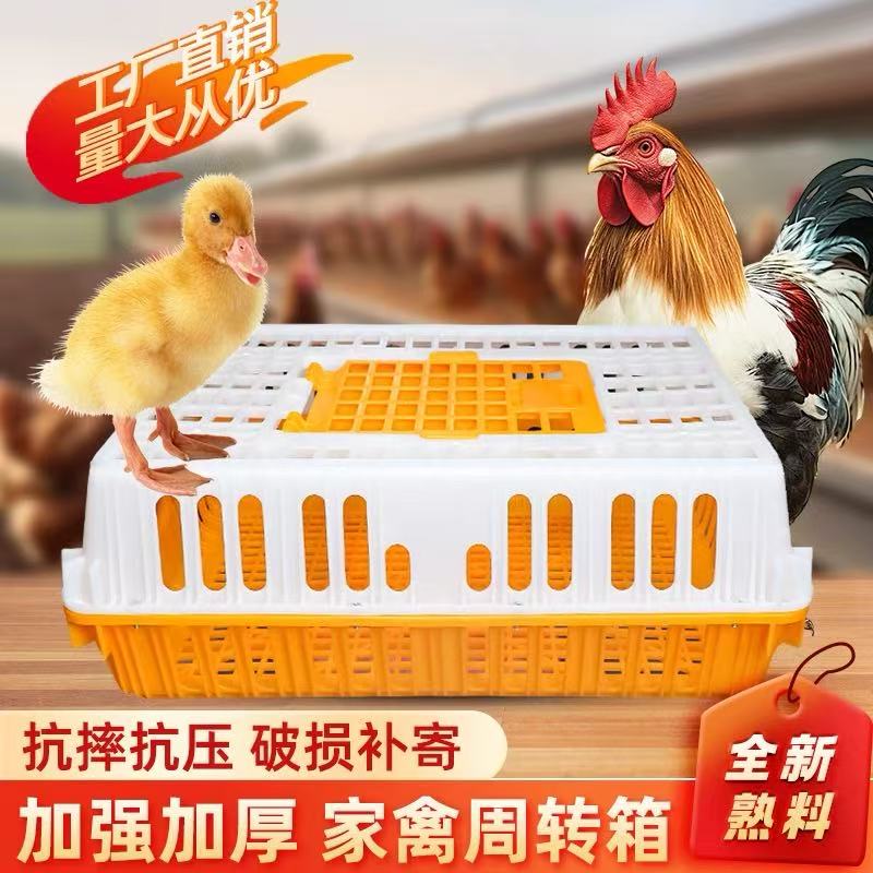 鸡鸭鹅活体运输箱3只全白母