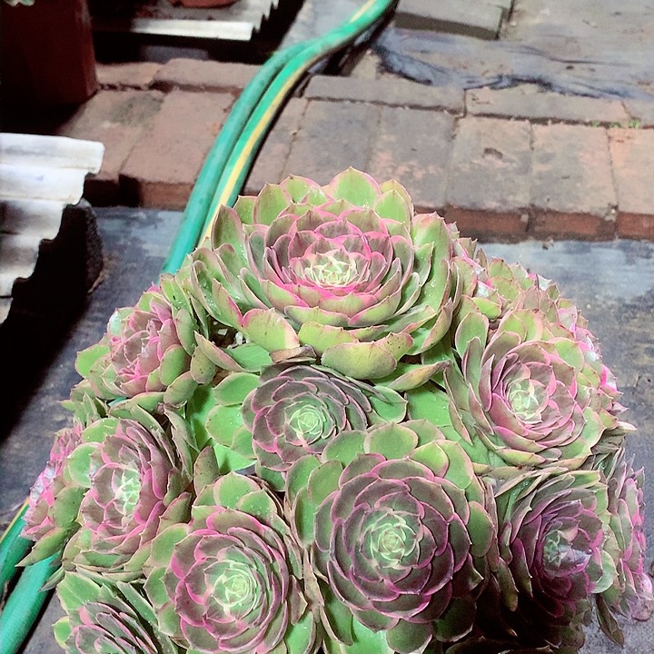 粉花妖，多肉植物