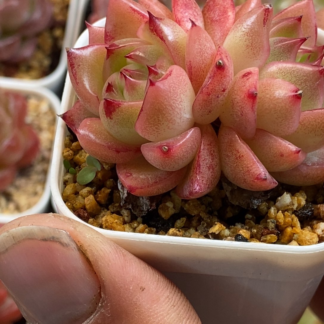 天官赐福百无禁忌