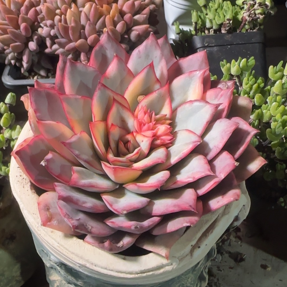 月光女神锦老桩多肉五十包邮