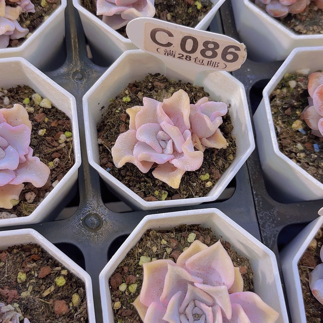 C086饺子皮一物一拍