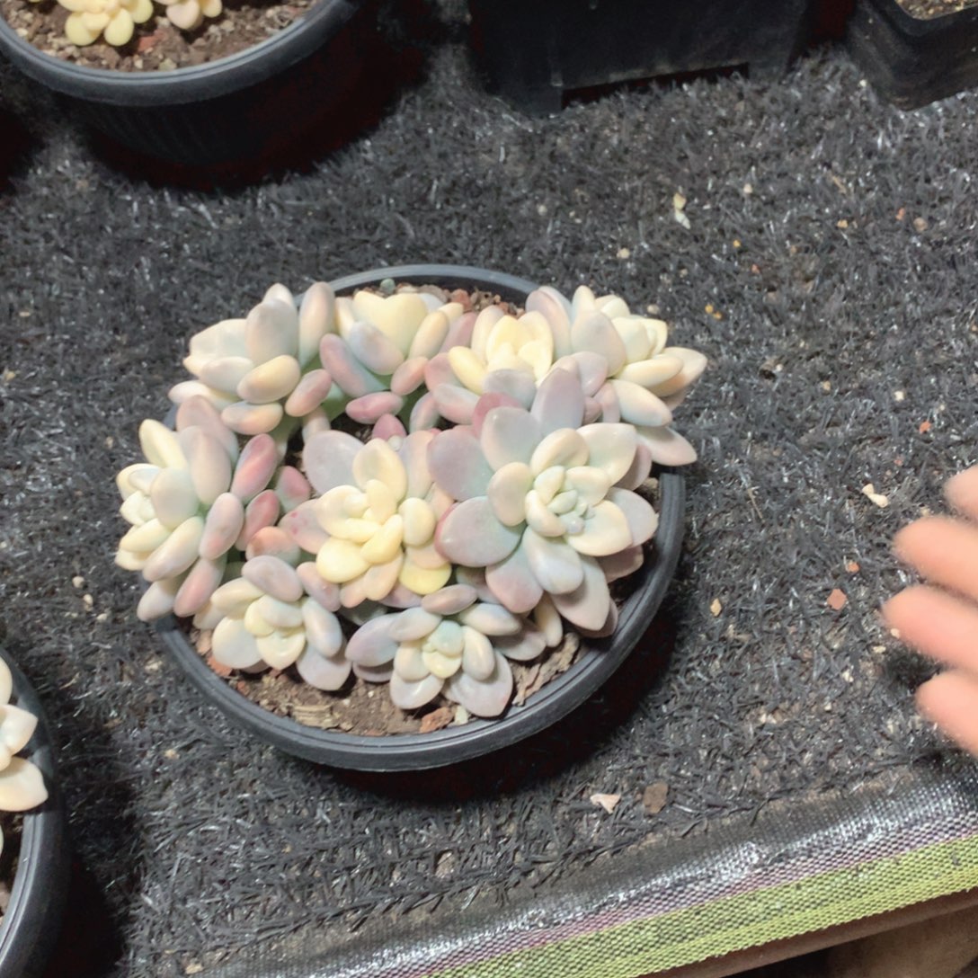 多肉植物多肉植物