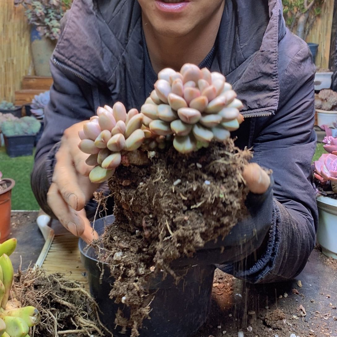 舍*H316号葡萄多肉