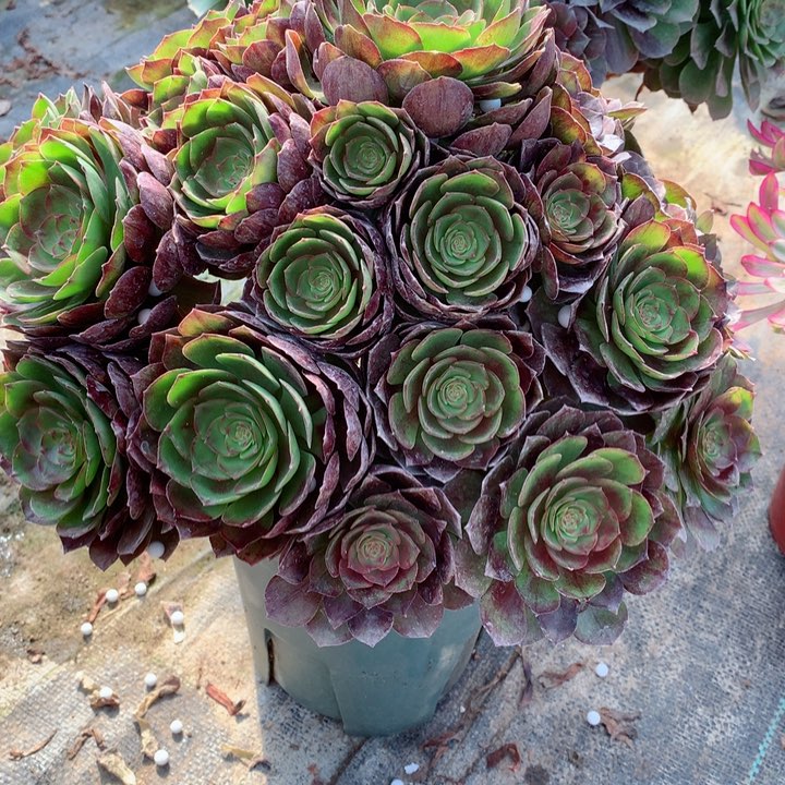 837黑魔多肉111111