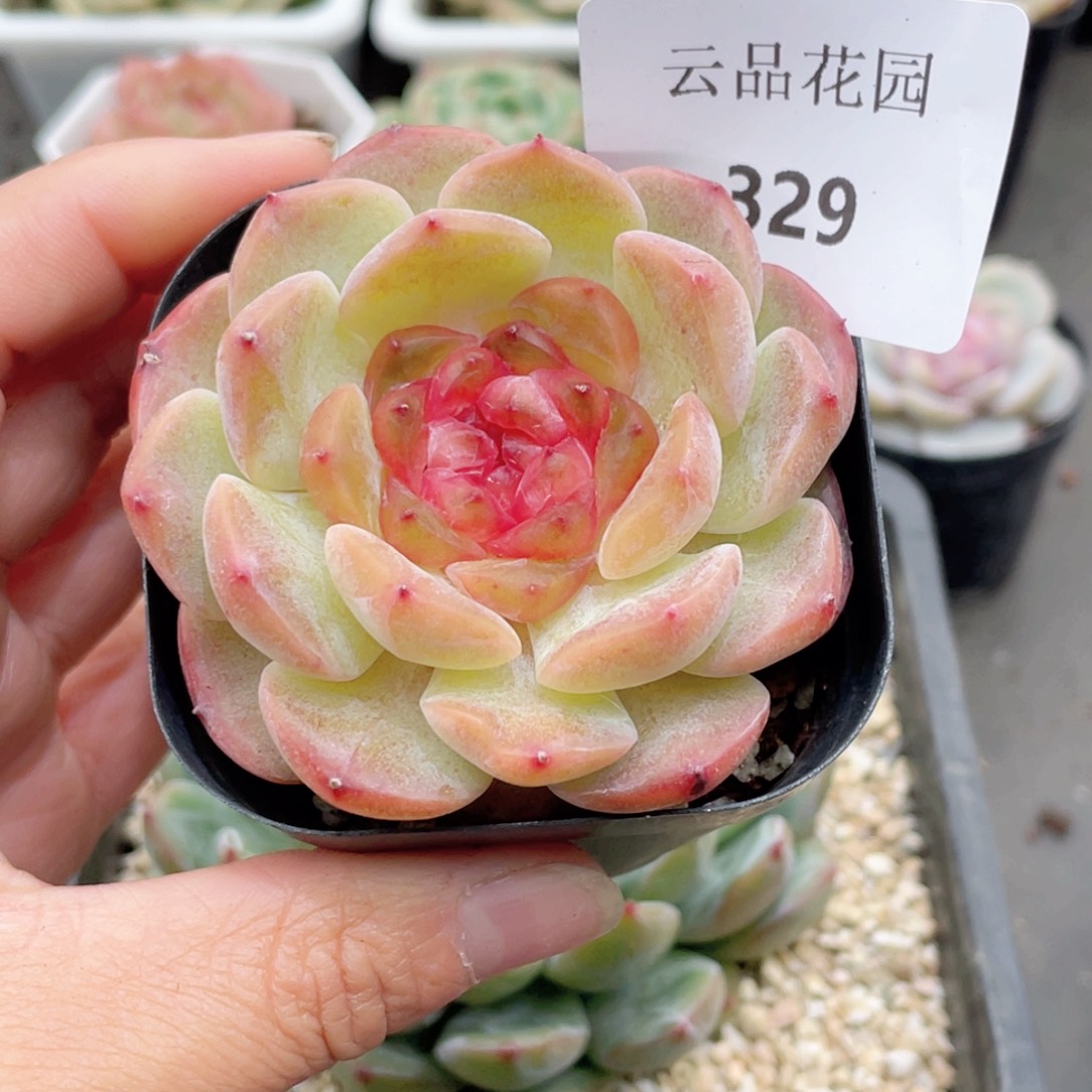 328号糖心冰心珍妮 云柚
