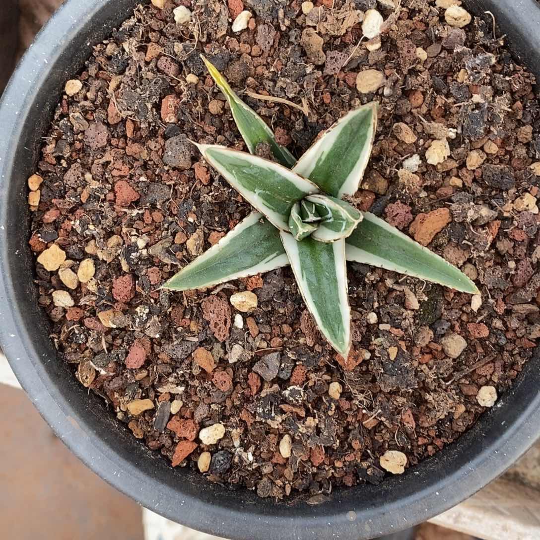 曼陀罗龙舌兰冰山寄养