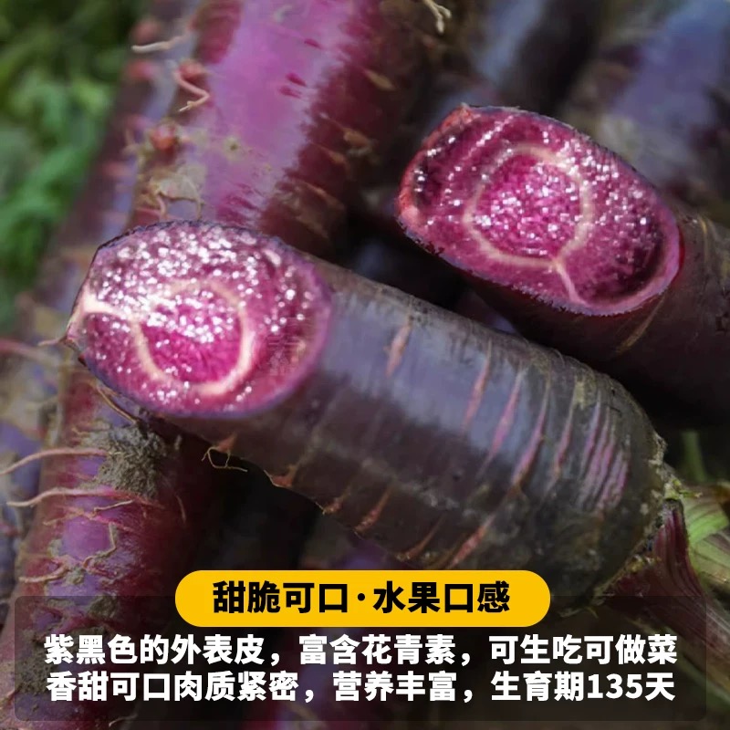 紫参胡萝卜种子萝卜籽庭院田园蔬菜种子阳台种菜盆栽蔬果水果种子