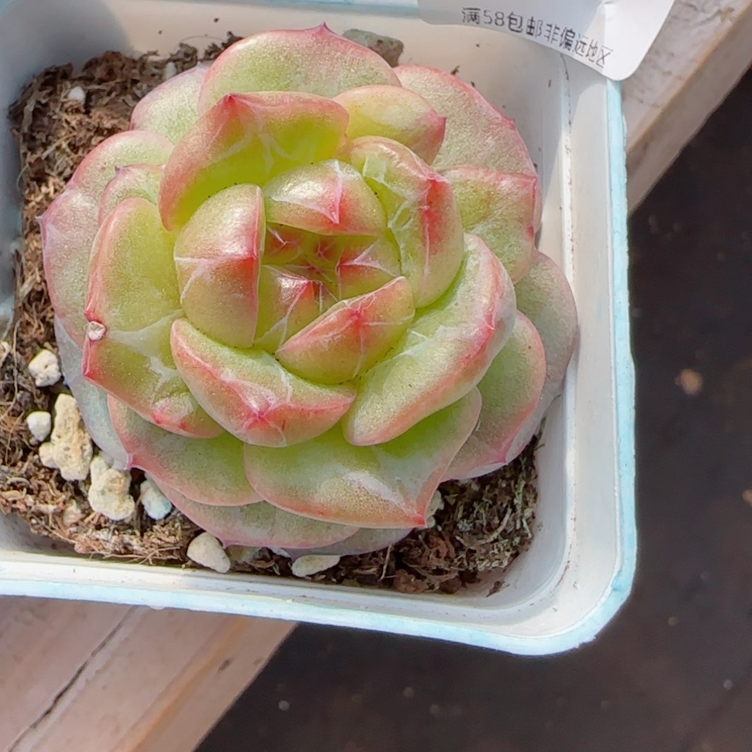 珍妮石化，6345多肉植物