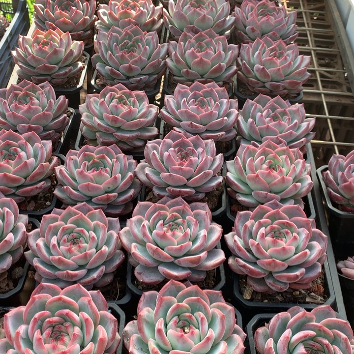 红鸾多肉植物9.99两单包邮