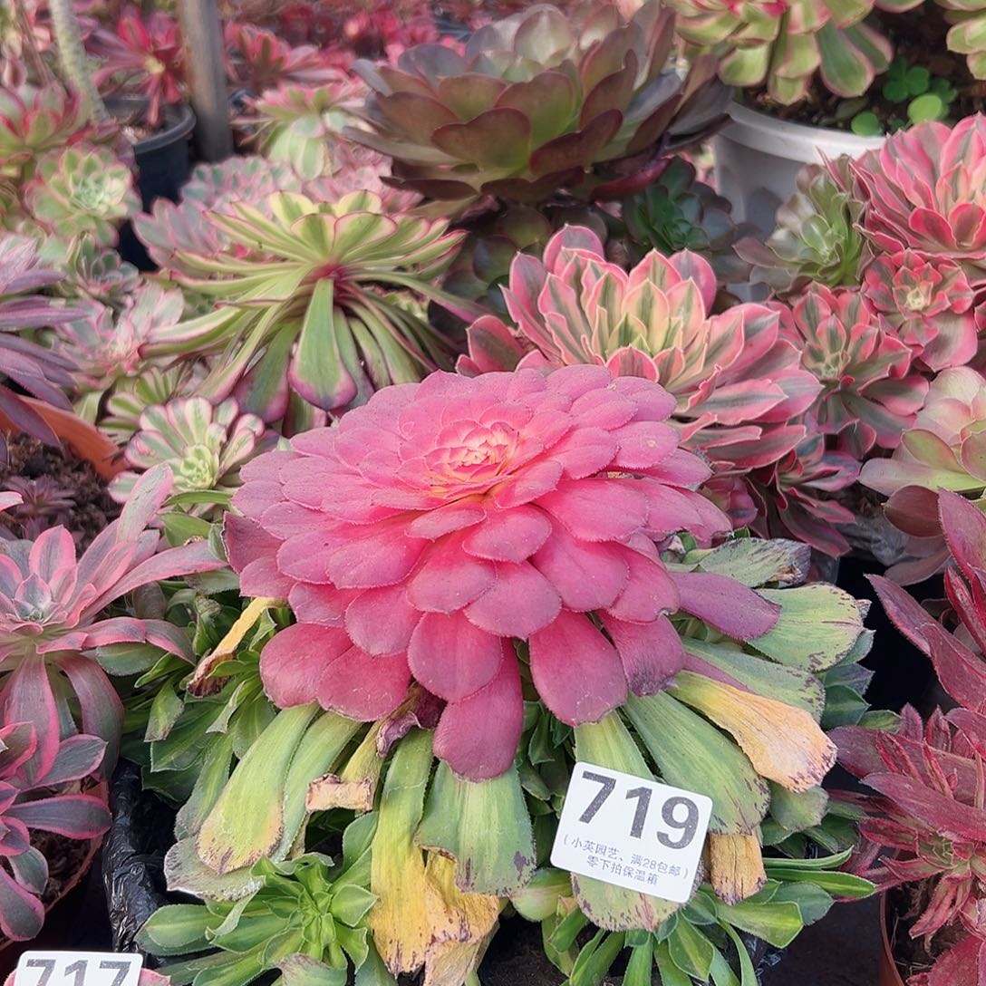 多肉植物多肉植物719