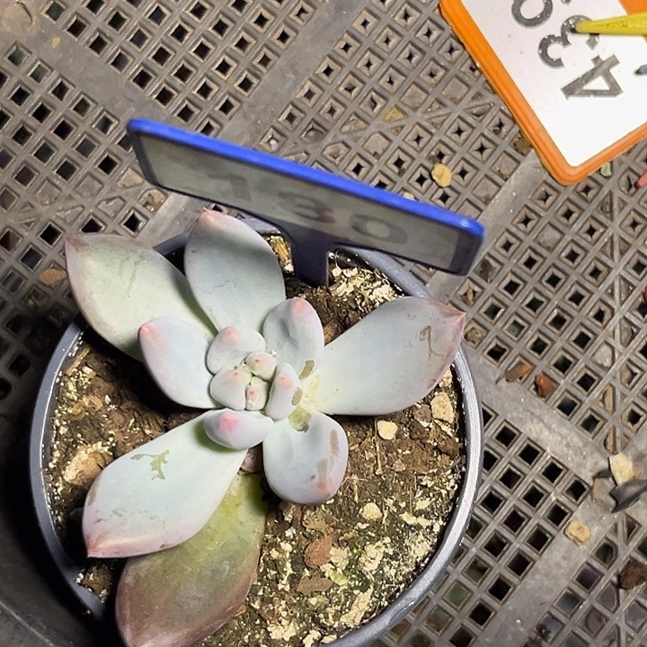 黄***哭多肉植物凯180普顿