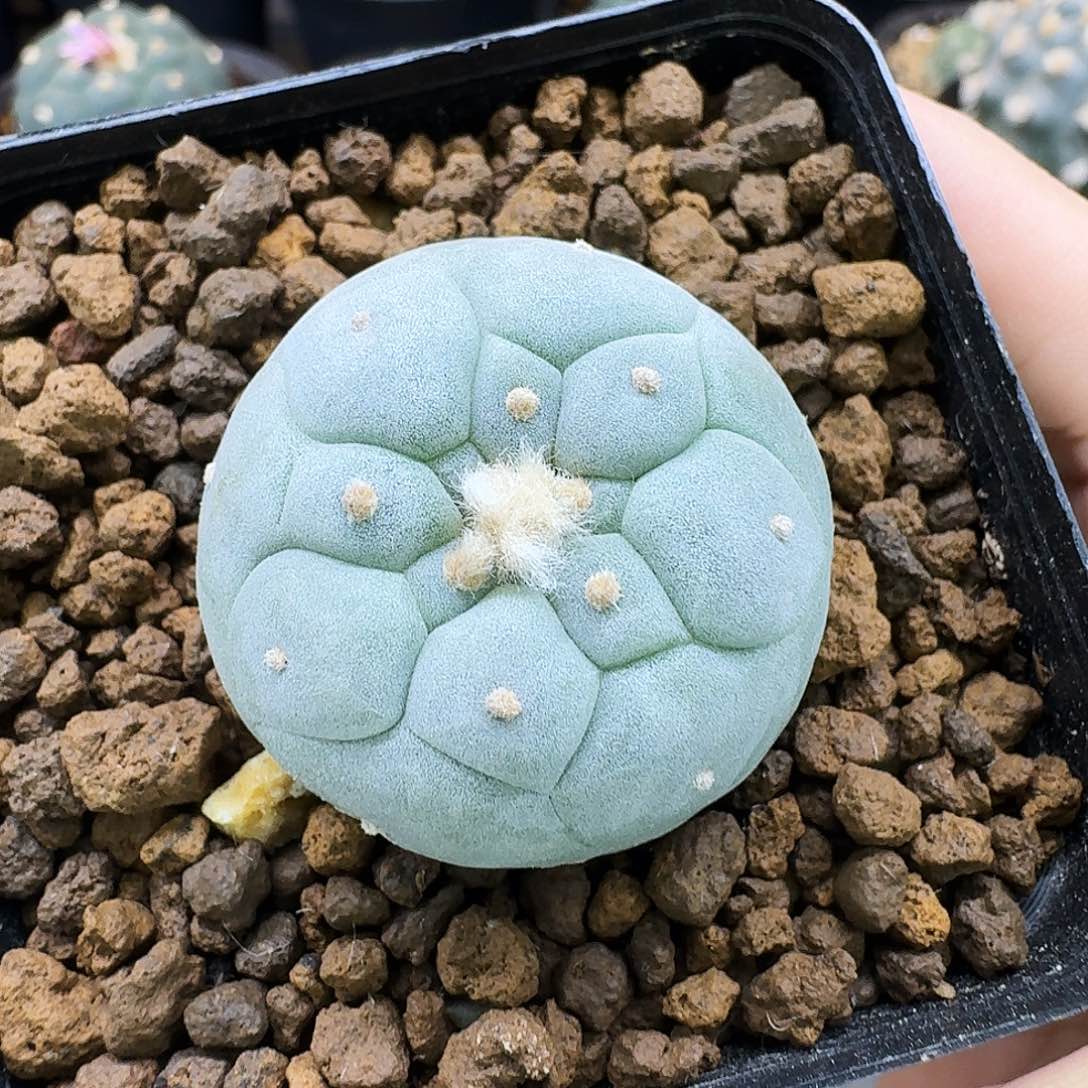 超白肌蛋优侧芽3.6cm 1091