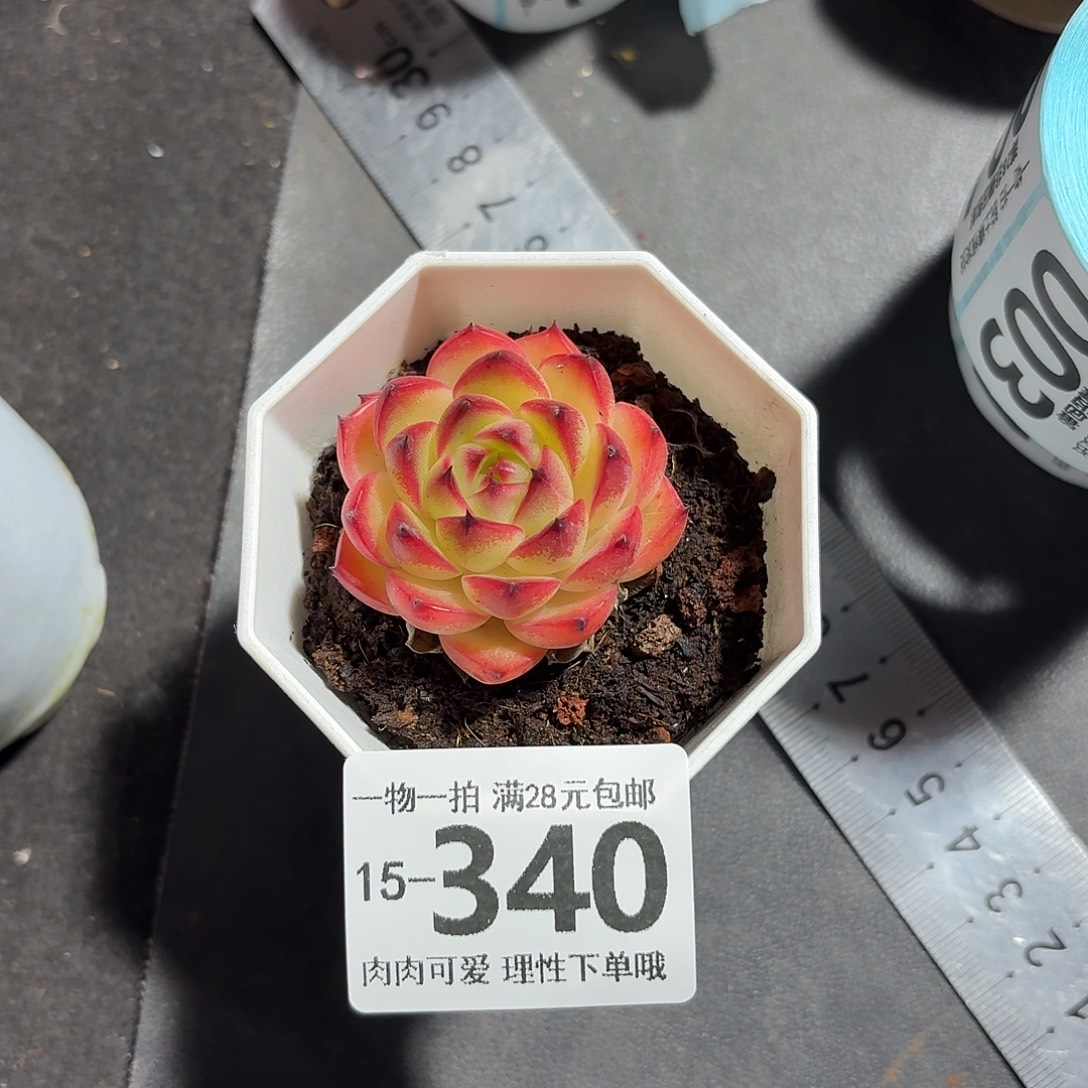 月亮石无盆土发货无