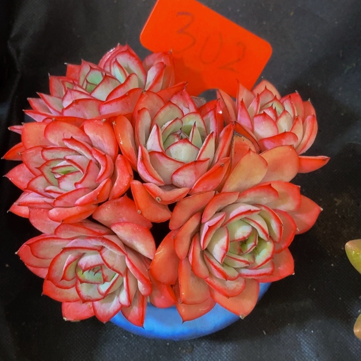 是你给她讲嘛不知道