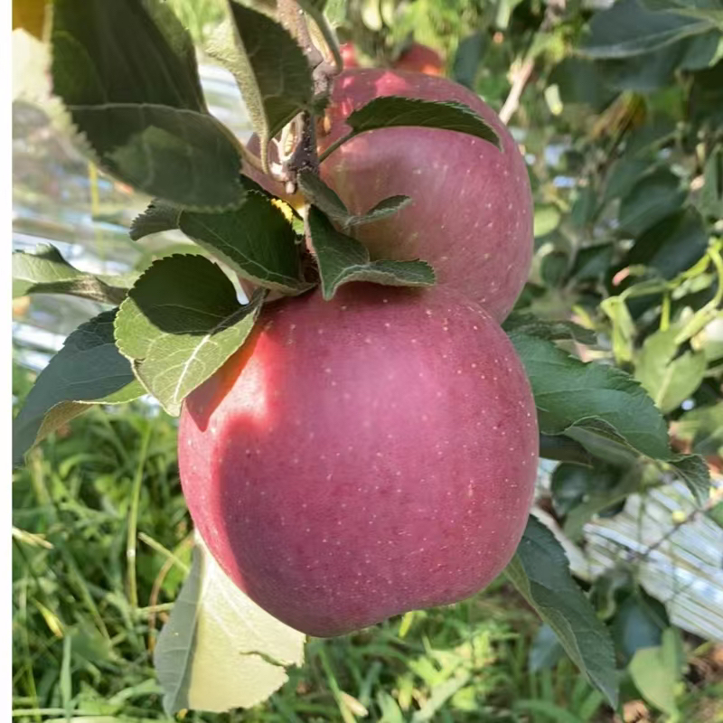 【新鲜好吃】云南昭通高山高海拔丑苹果脆甜