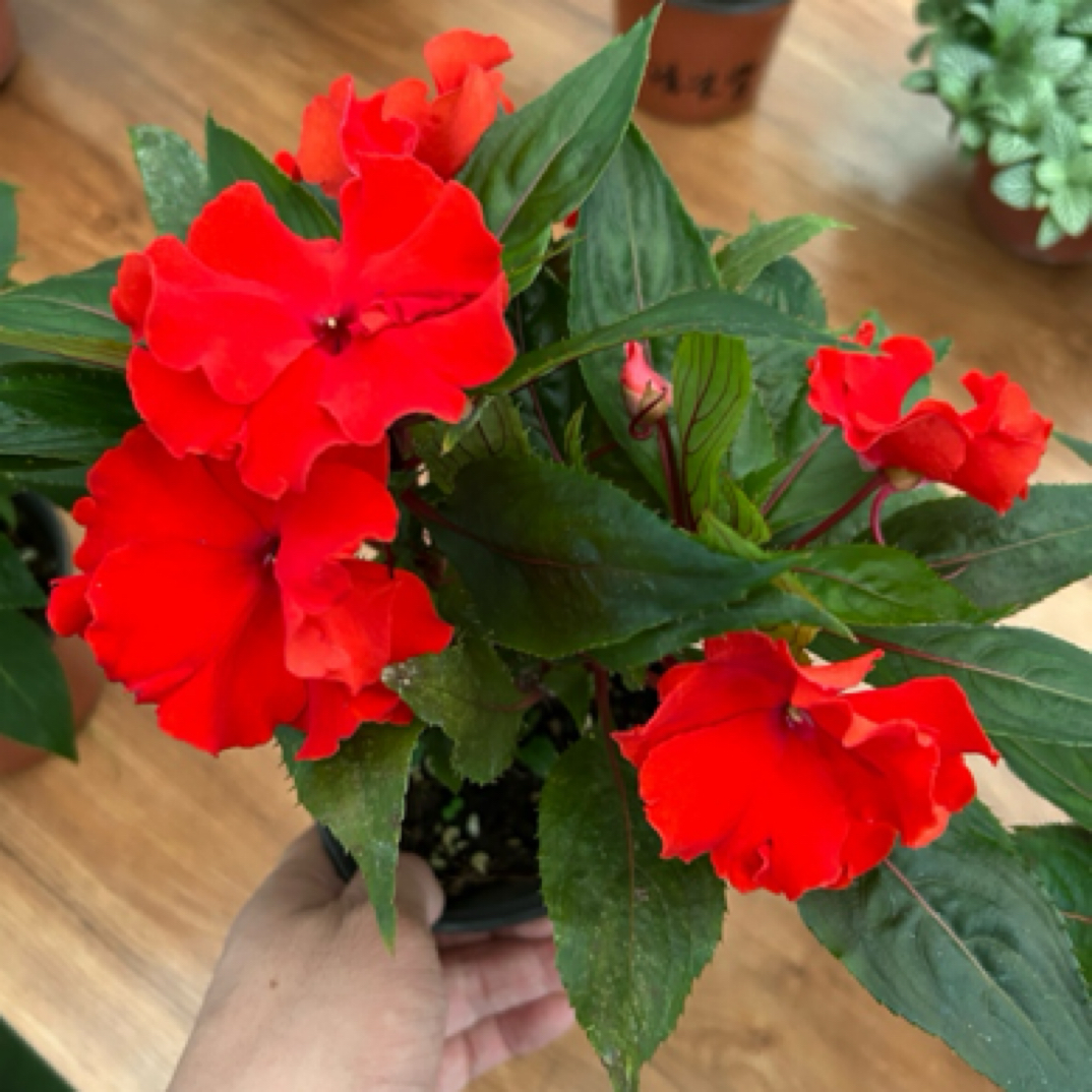 【凤仙】耐热且花期长（无花发货）