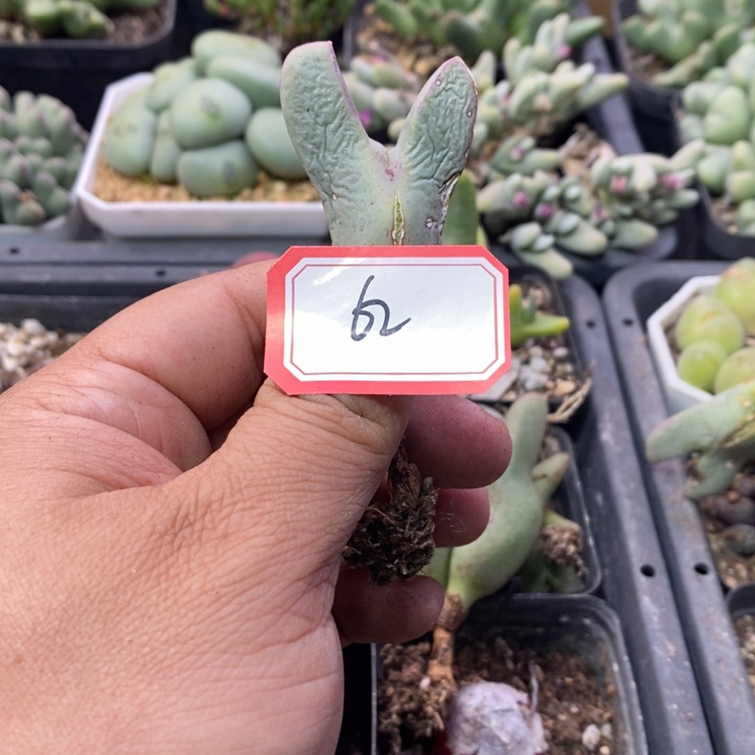 ?**?4566686896899999898898888